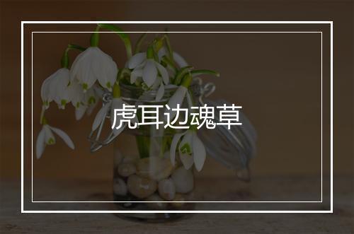 虎耳边魂草