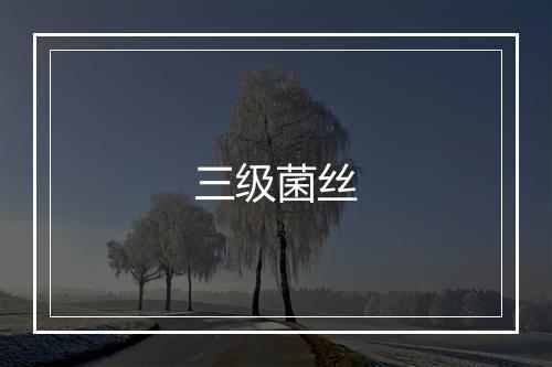 三级菌丝