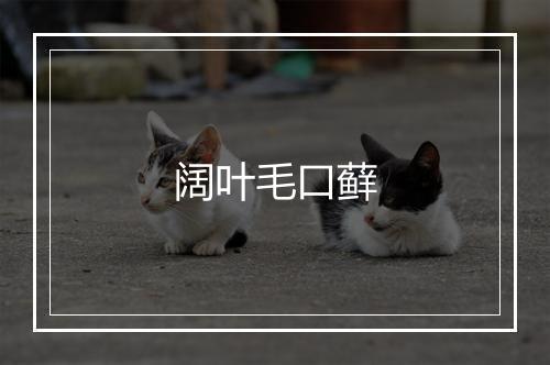 阔叶毛口藓