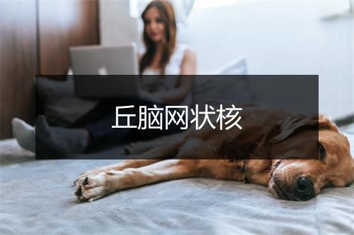 丘脑网状核