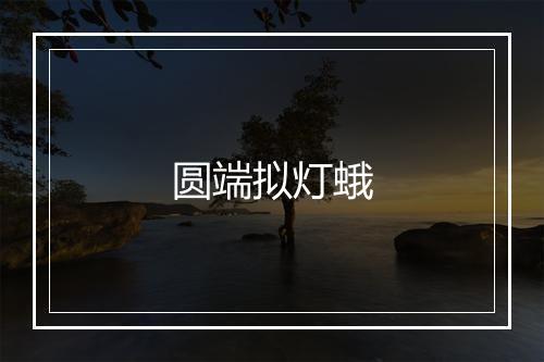 圆端拟灯蛾