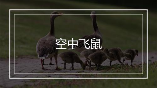 空中飞鼠