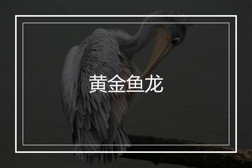 黄金鱼龙