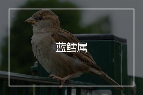 蓝鳕属