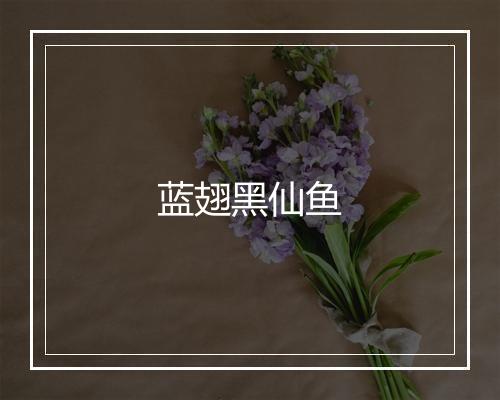 蓝翅黑仙鱼