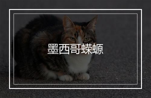 墨西哥蝾螈