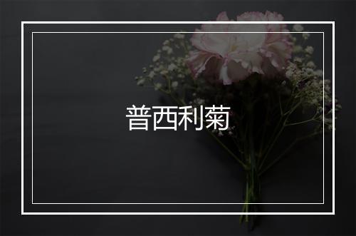 普西利菊