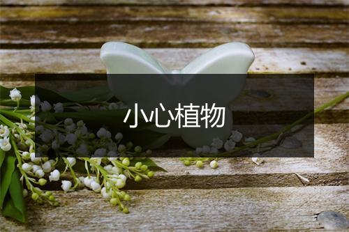 小心植物