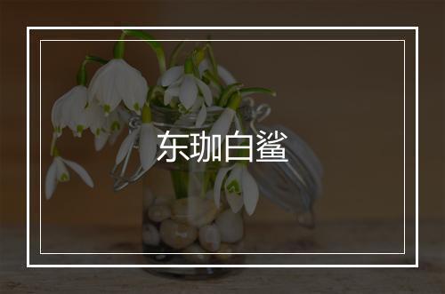 东珈白鲨