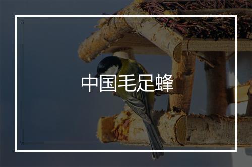 中国毛足蜂