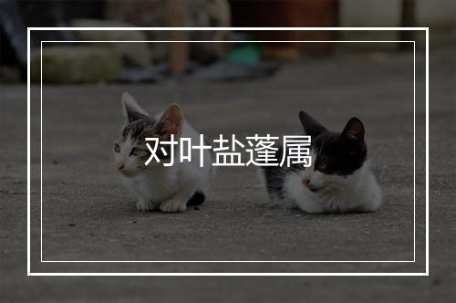 对叶盐蓬属