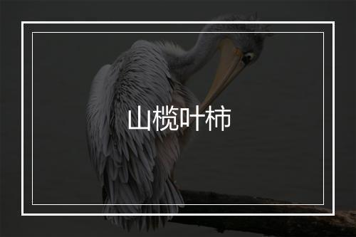 山榄叶柿