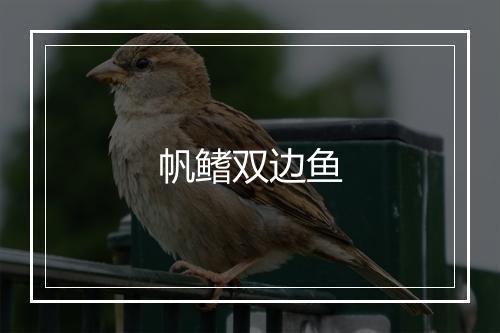 帆鳍双边鱼