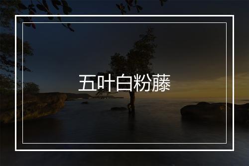 五叶白粉藤