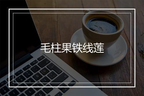 毛柱果铁线莲