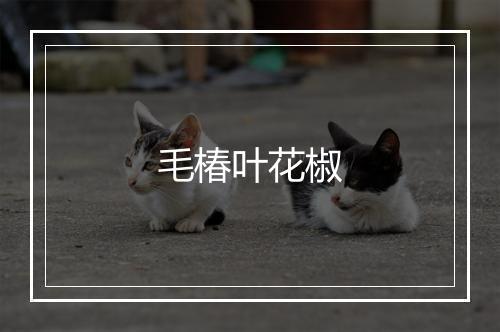 毛椿叶花椒