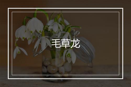 毛草龙