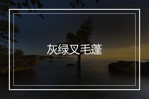 灰绿叉毛蓬