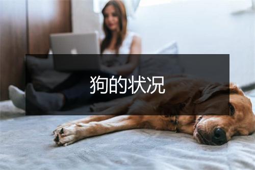 狗的状况