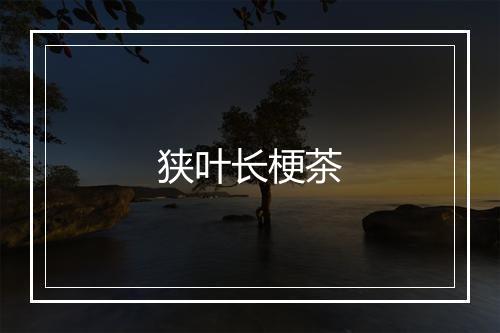 狭叶长梗茶