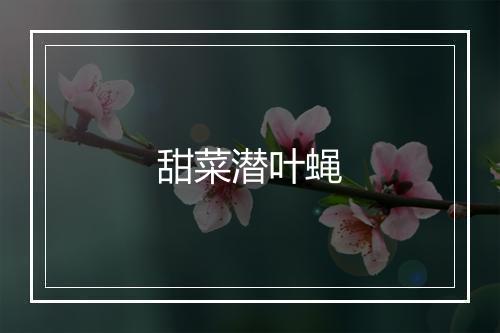 甜菜潜叶蝇