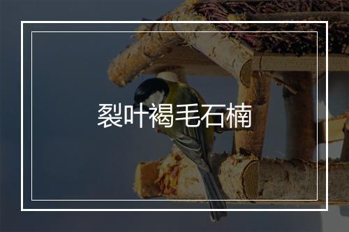 裂叶褐毛石楠