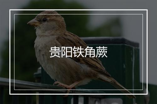 贵阳铁角蕨