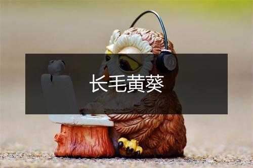 长毛黄葵