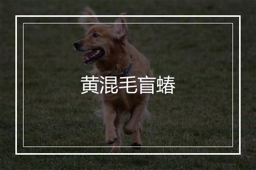 黄混毛盲蝽