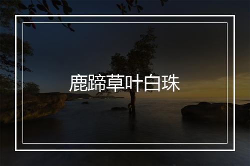 鹿蹄草叶白珠