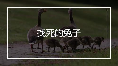 找死的兔子