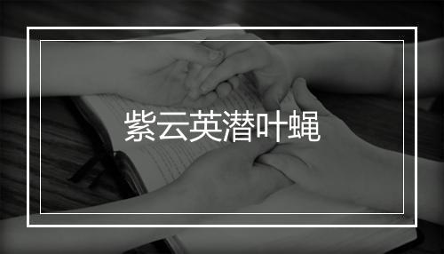 紫云英潜叶蝇