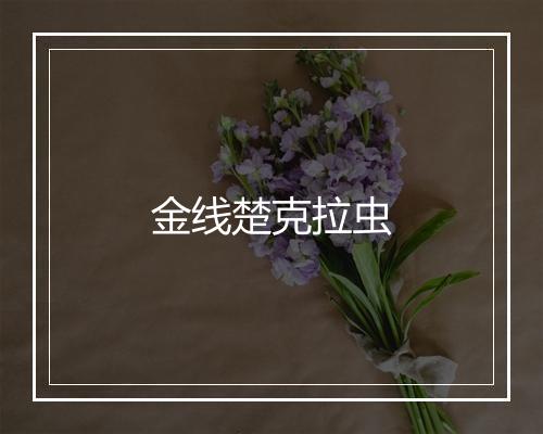 金线楚克拉虫