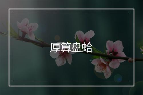 厚算盘蛤