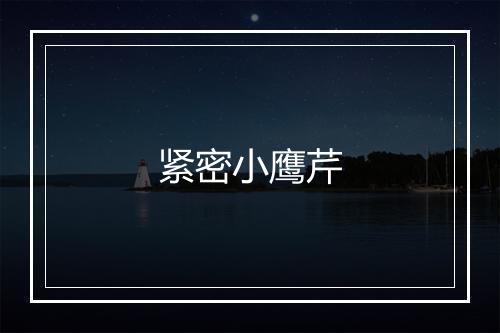 紧密小鹰芹