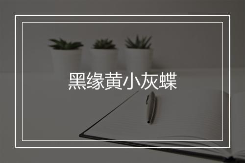 黑缘黄小灰蝶