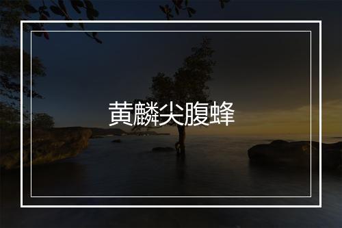 黄麟尖腹蜂