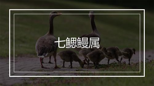 七鳃鳗属