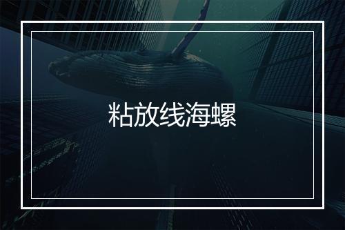 粘放线海螺