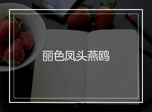 丽色凤头燕鸥