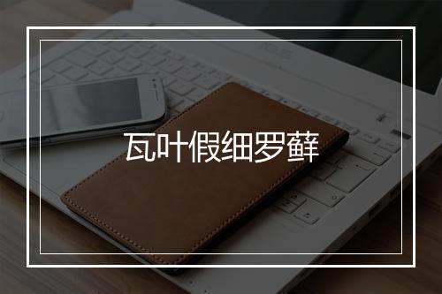 瓦叶假细罗藓