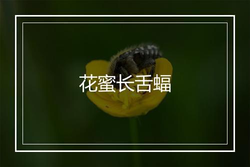 花蜜长舌蝠