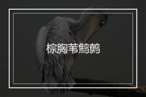 棕胸苇鹪鹩